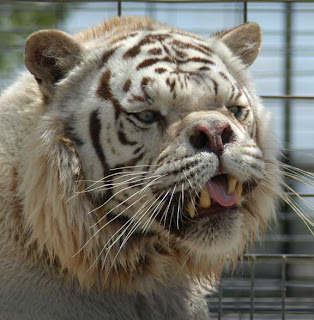 White Tiger images