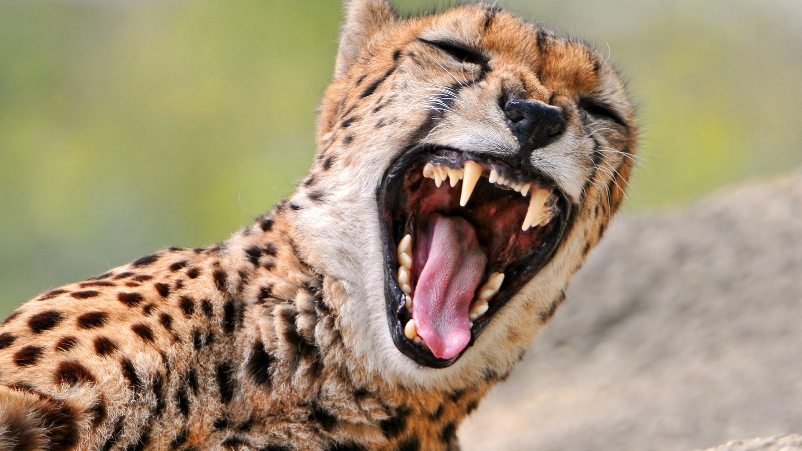 Hayvanlar Aleminin En G zel Resimleri Rooteto