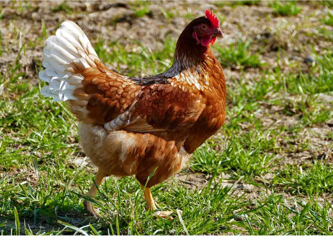 Country Chicken Farm Near Me See More...