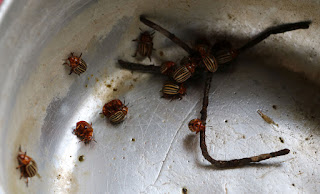 Lots of beetles collected Lots of beetles collected