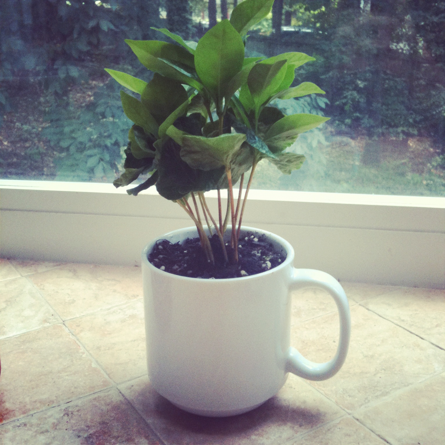 What happened here? coffee plant in a coffee cup