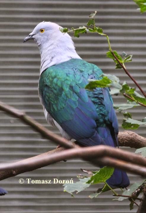 Blue tailed imperial pigeon Ducula concinna