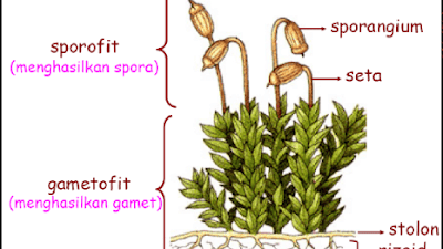 Unduh PPT Biologi SMA Sub Tema Plantae [Dunia Tumbuhan]