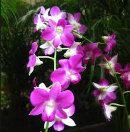 Soal Pilihan Ganda Budidaya Ikan Hias Beserta Jawabannya