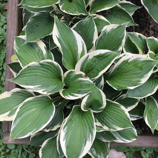 Blog.Sunset Hosta What Are Sun Tolerant Hostas?