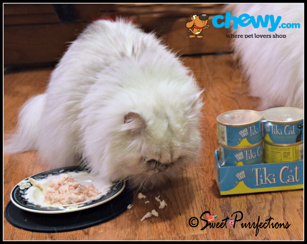 Can Cats Eat Truffle Oil Can Cats Eat Truffle Oil