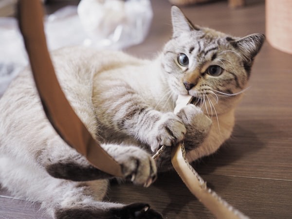 梱包用ダンボールにじゃれて遊ぶシャムトラ猫