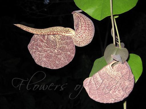 MEDICINAL HERBS – Names and Uses (Part – 2) | Global Hinduism