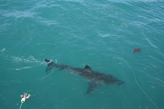 Shark Alley south africa