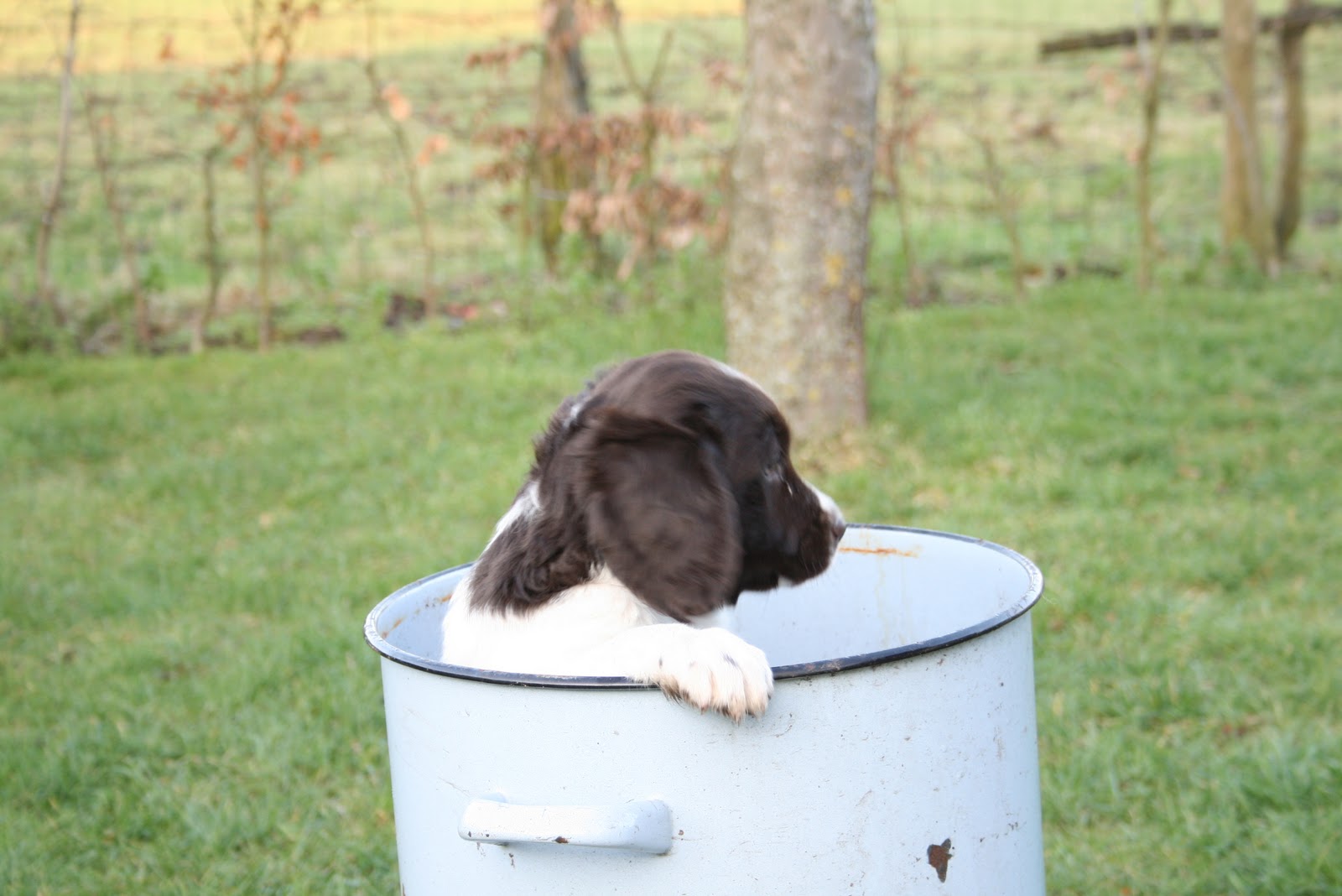 Drentsche patrijshonden kennel: Naar buiten