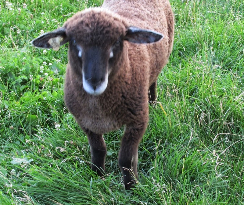 Serenity Farms...raising Corriedale sheep and wool in the middle of the