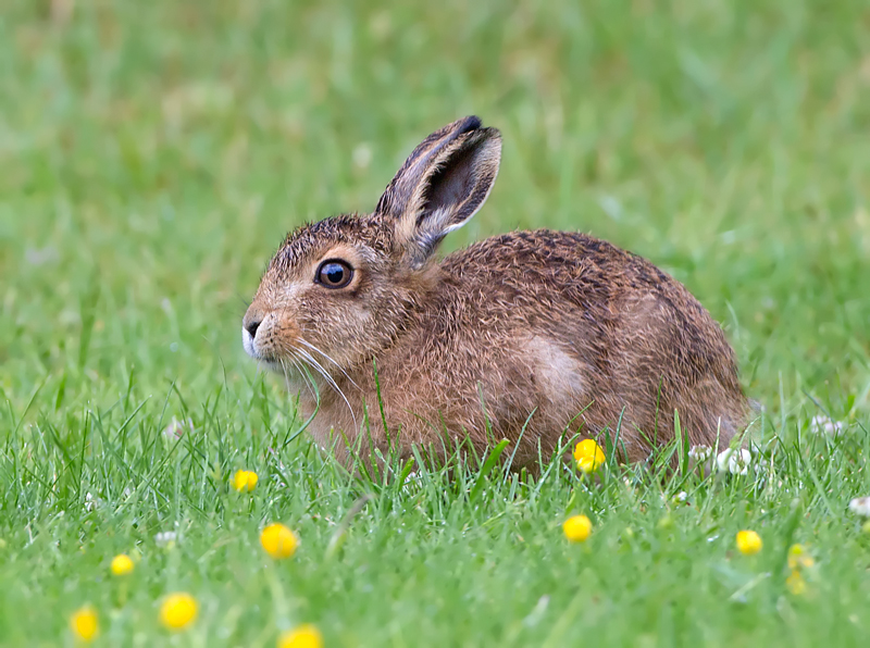 Russ Telfer Wildlife Photography: Brown Hare Leverets