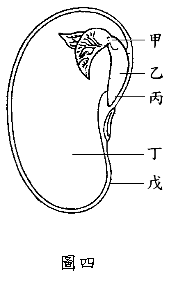題組 下圖為被子植物的生殖構造及大豆種子的示意圖 據圖回答 24 題 阿摩線上測驗