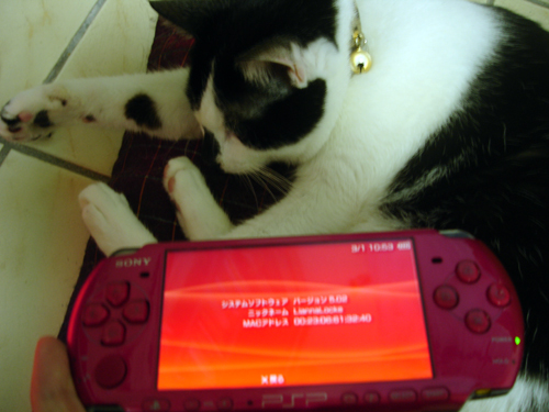 PSP 3007 和 BIBI