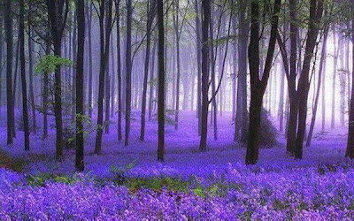 El bosque morado en Alemania El bosque morado en Alemania
