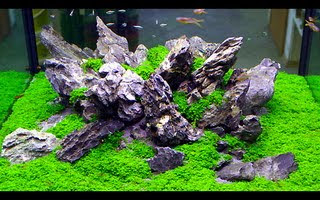 Bagaimana Cara Merawat Aquascape Untuk Pemula