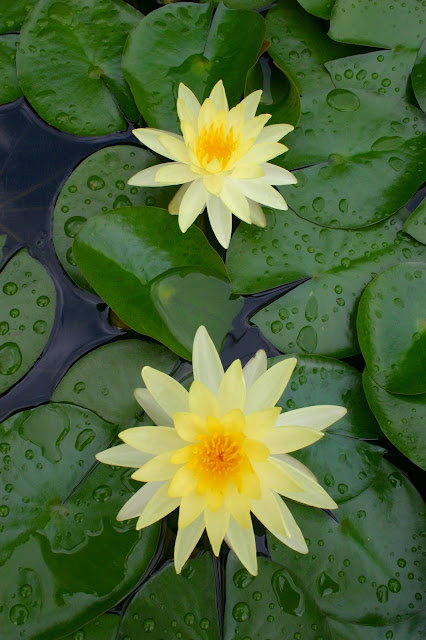 Beautiful water lilies are found in clay pots.