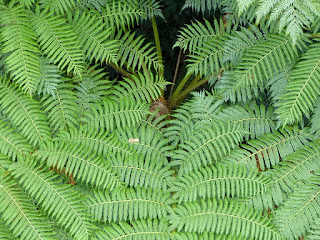 Cyathea sp. - Fanjan - Fougères arborescentes de la Réunion Cyathea sp. - Fanjan - Fougères arborescentes de la Réunion