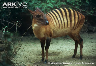 Cephalophus zebra