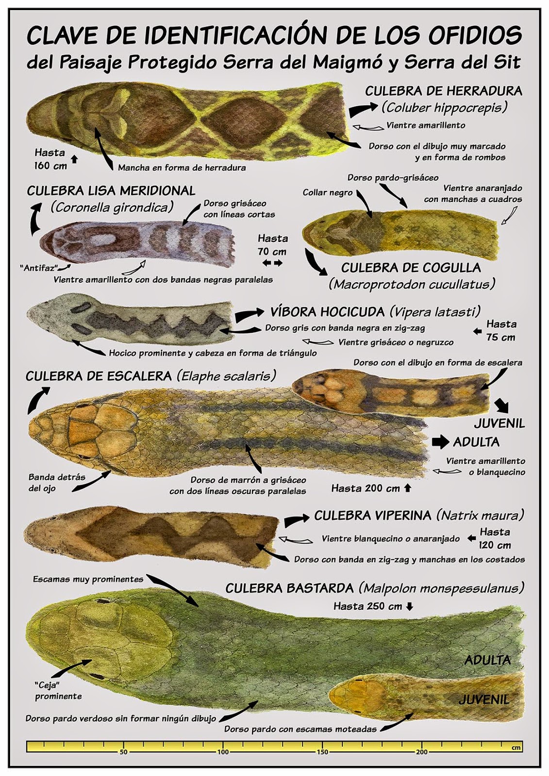 Entusiasco Funestos Reptiles