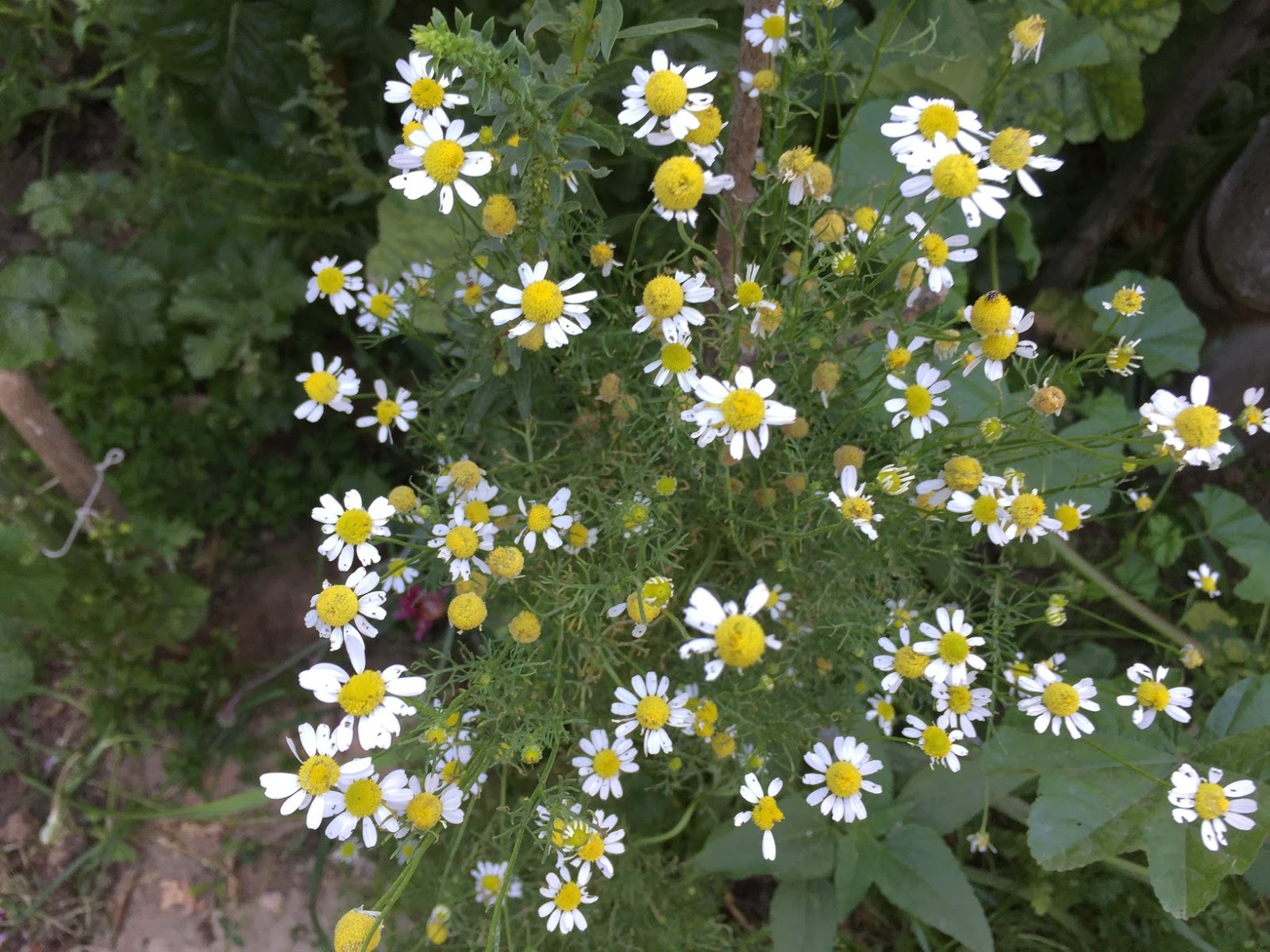 How to Grow Chamomile