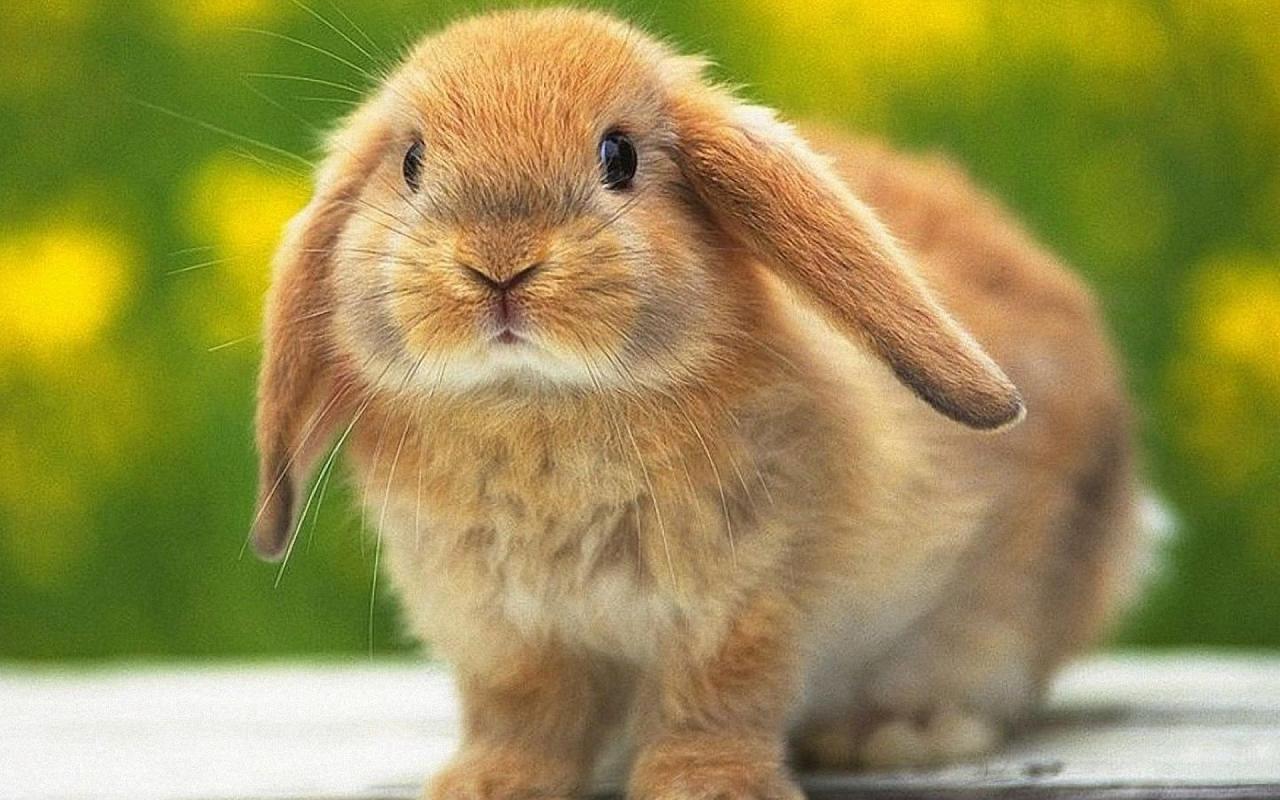 Rabbit Lovely and Cute Animal Animals Lover