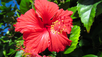 Rote Hibiskusblüte auf den Seychellen