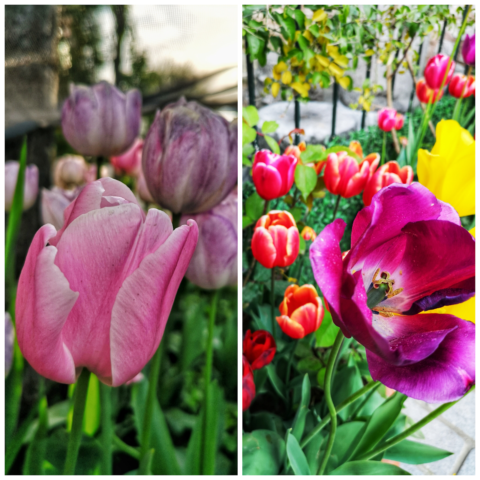 Bunga Tulip Istanbul