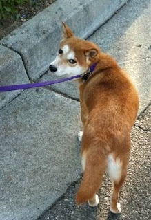 Behind The Blue Wall: [CA] HELP FIND MISSING California dog, Shiba