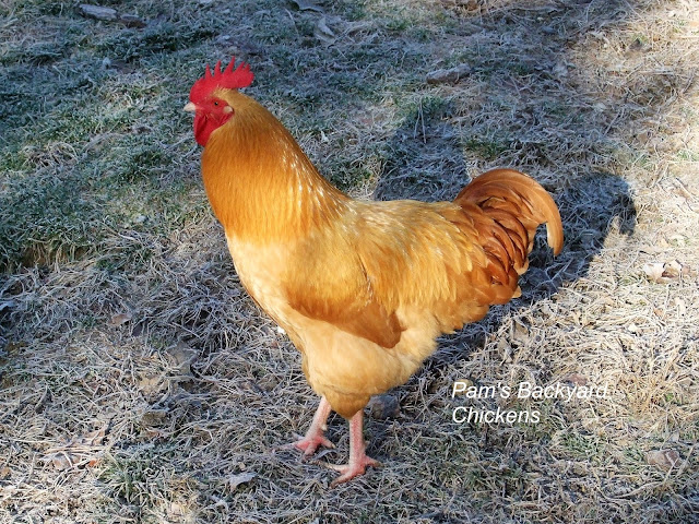 Are you wondering if you have a rooster in your flock? If so, you're not alone. Here's a guide to help you tell.