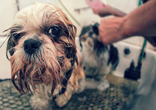 Cara Merawat Anjing Shih Tzu Yang Baik Agar Tetap Imut dan Sehat