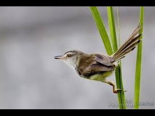 Burung Ciblek -  Ancaman Burung Ciblek yang Hampir Punah dan Konservasi Burung Ciblek -  Penangkaran Burung Ciblek