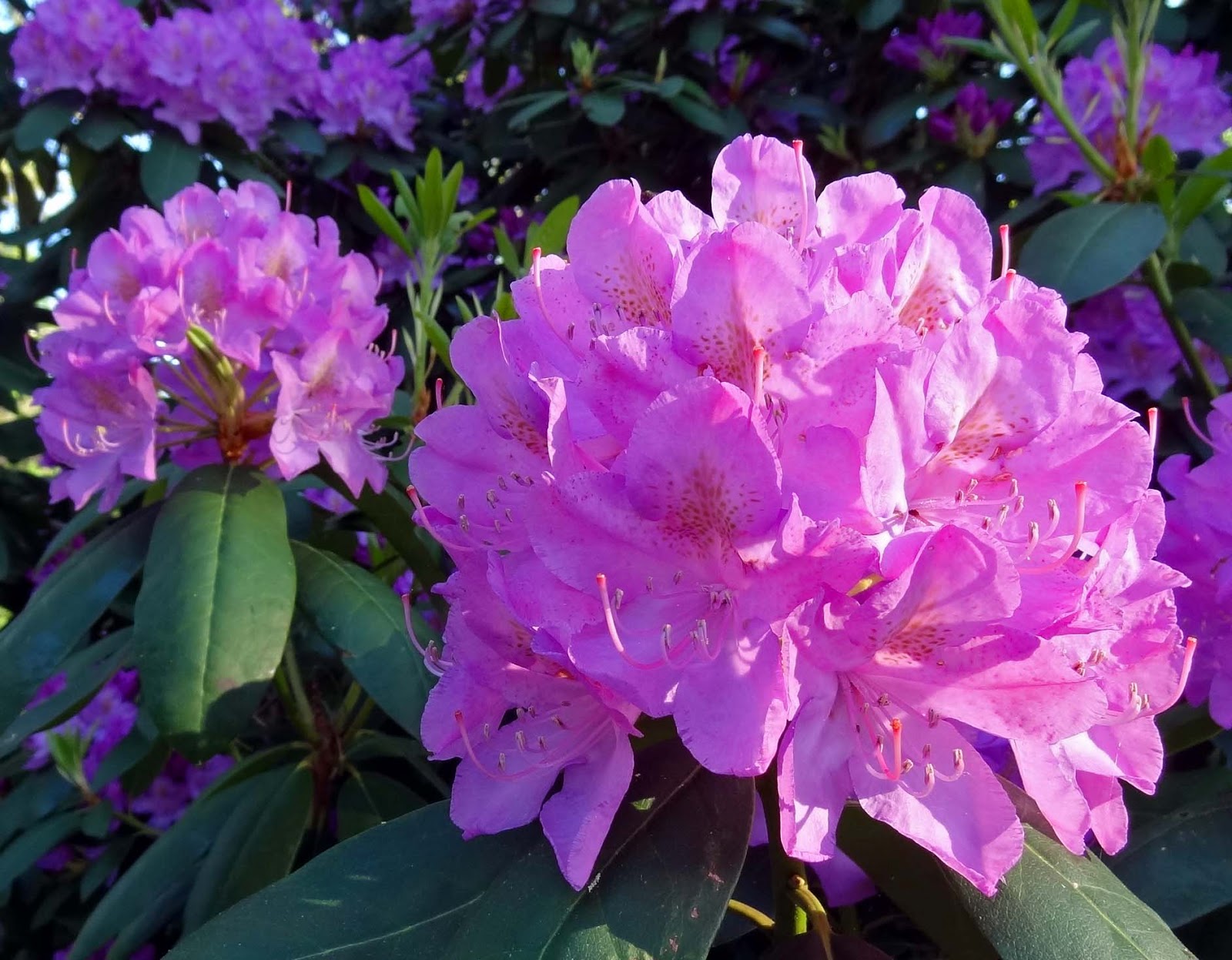 Joe's Retirement Blog Rhododendrons in Bloom, Manomet, Plymouth