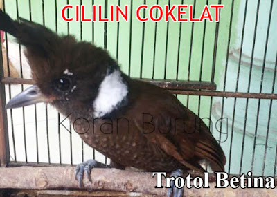 Ciri Perbedaan Burung Cililin Jantan Betina Muda Dan Dewasa Para Kicau Mania di Indonesia menyebut bunyi burung cililin yakni burung master terbaik Ciri Perbedaan Burung Cililin Jantan Betina Muda Dan Dewasa