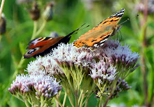 Hemp Agrimony