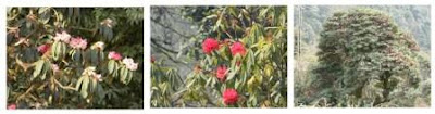 Guras [Rhododendron]