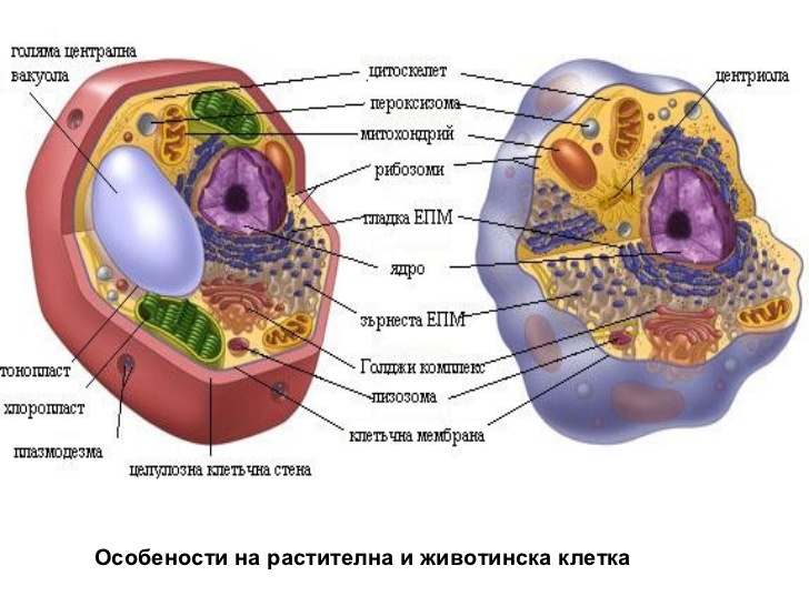 Клетка