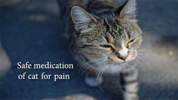 Pain Relief For Cats