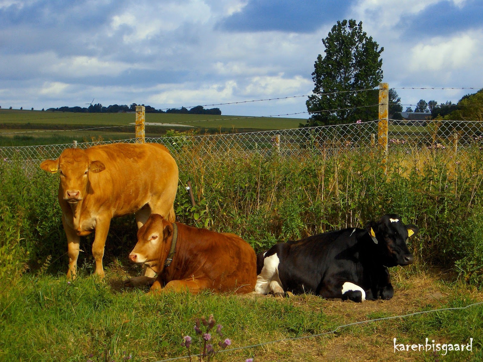 Karen`s Nature Photography Cattle leisurely Chewing their Cud.