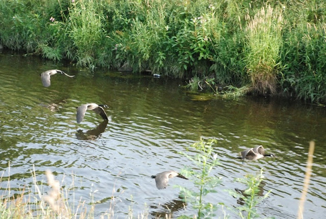 Mersey, Chorlton Water Park