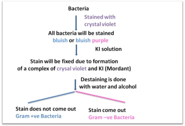 Gram Staining Procedure