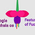What is Google Fuchsia os futures of android operating system