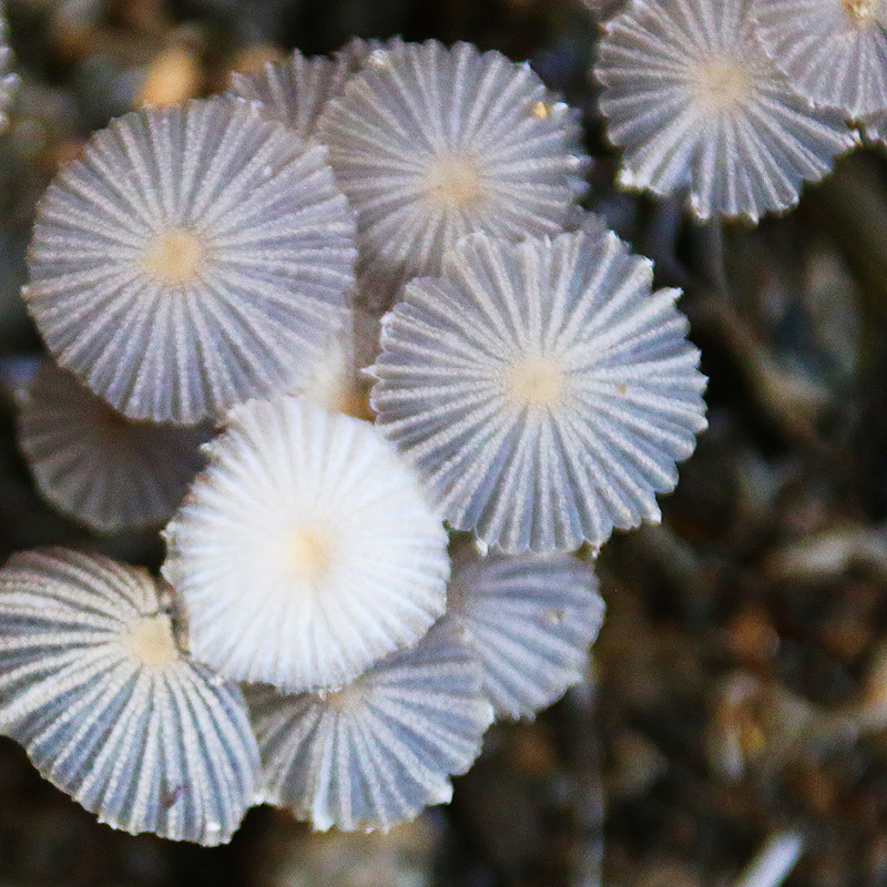 Veterinary, Photography and Travel Stories for vet students and pet