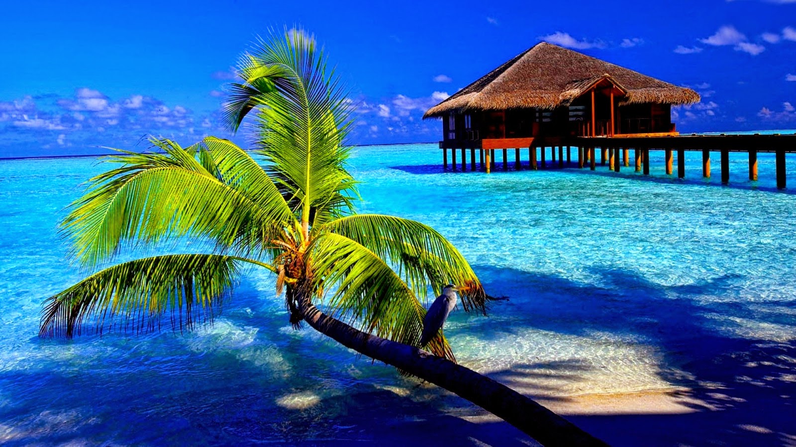 صورة فى صورة