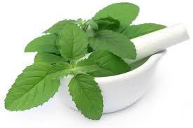 holy basil(tulsi) health benefits in urdu