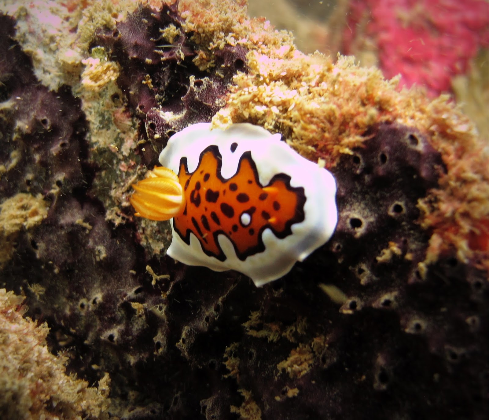 Sea Slug and the Turtle: SS Conch and Earl of Shaftesbury Wreck Dives ...