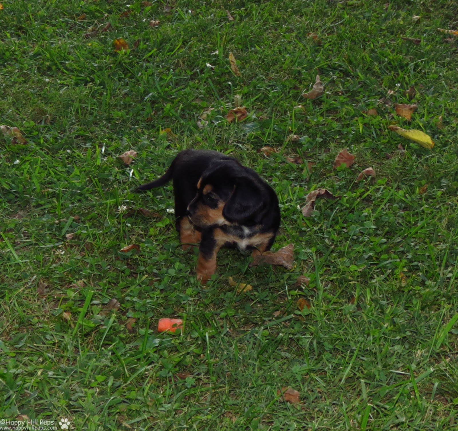 Happy Hill Beagliers Pepper's Puppies 39 Days Old