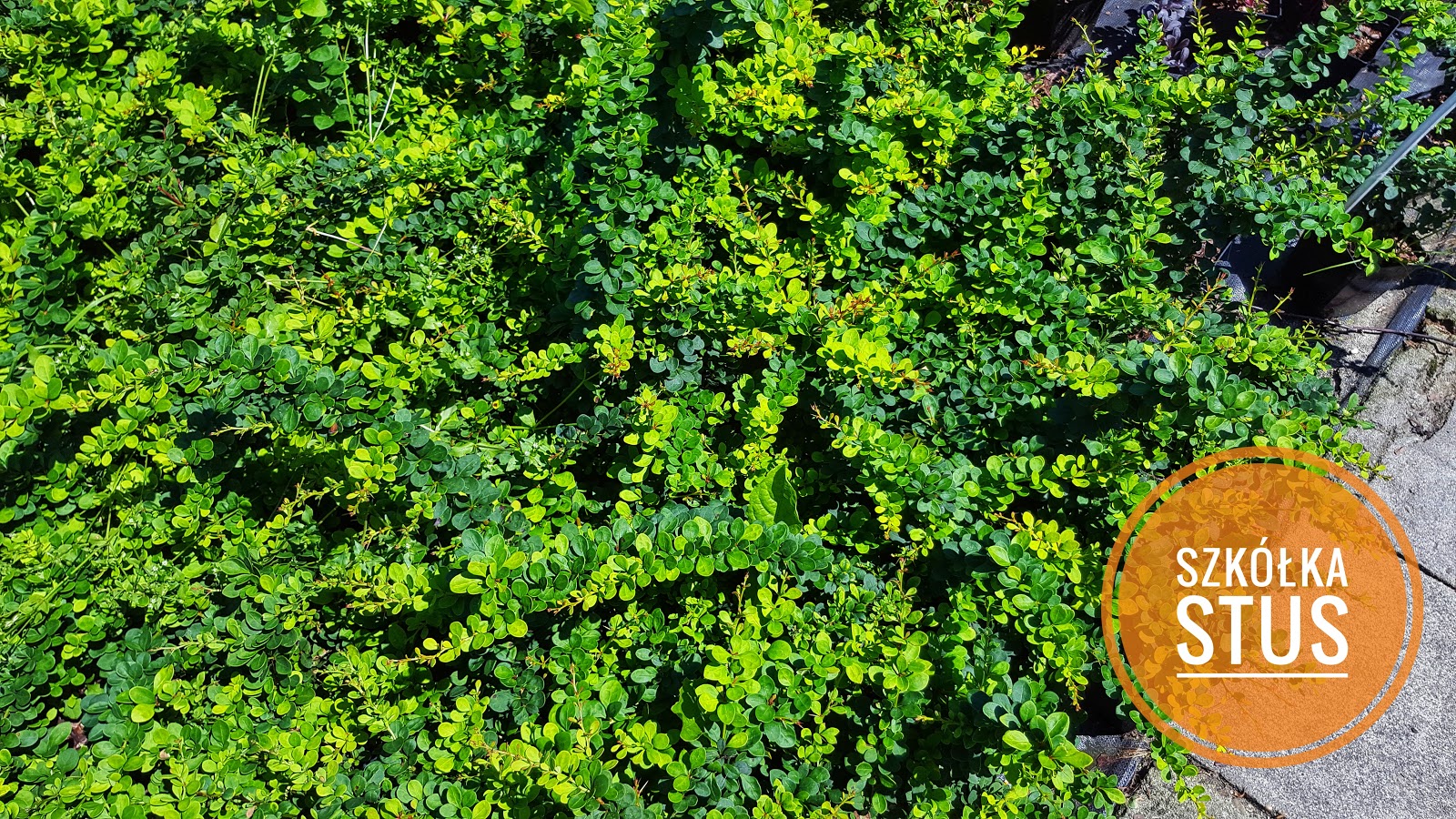 1 Bp Blogspot Com 4jmzru1r5cs Ungci0kogei Aaaaaaaaa8w Gvz1rdxbfla