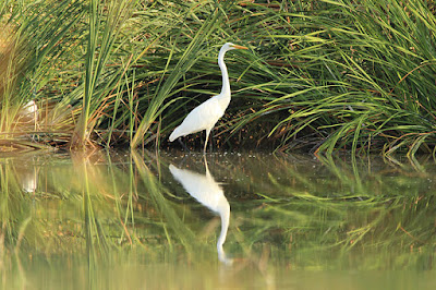 Agró blanc (Ardea alba)