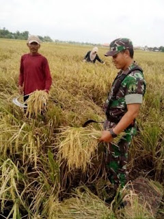 5 Babinsa Koramil Bangsal Mojokerto Laksanakan Pendampingan Panen Padi Sistem Jarwo 5 Babinsa Koramil Bangsal Mojokerto Laksanakan Pendampingan Panen Padi Sistem Jarwo